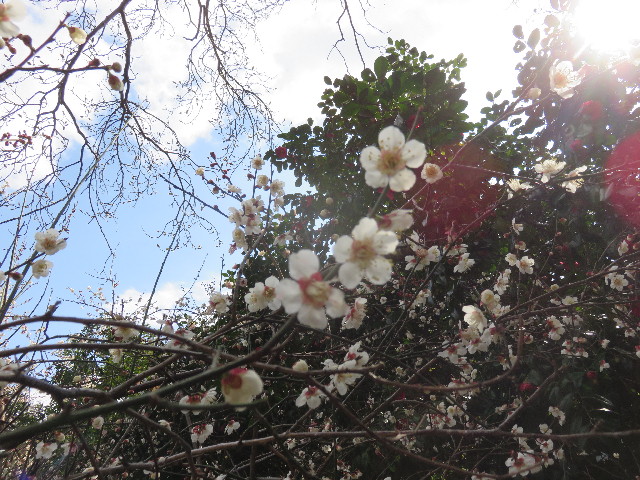 ファイル 4803-4.jpg