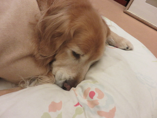 ファイル 4806-1.jpg