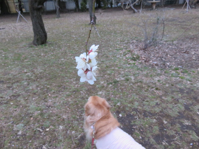 ファイル 4813-2.jpg