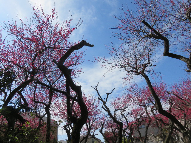 ファイル 4816-1.jpg