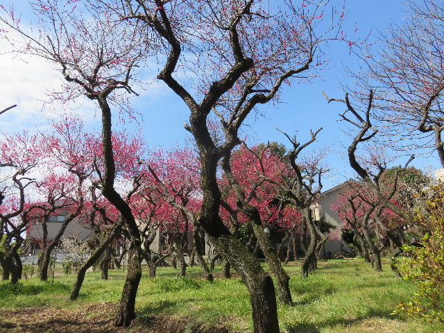 ファイル 4816-2.jpg