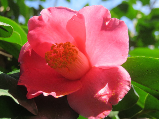 ファイル 4816-3.jpg