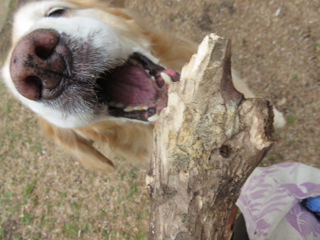 ファイル 4819-1.jpg