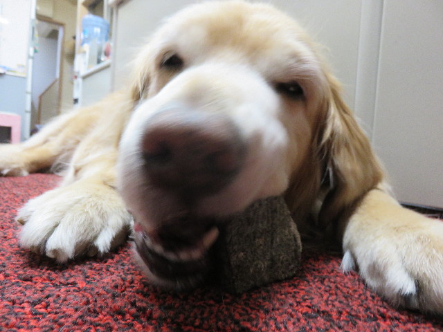 ファイル 4819-5.jpg