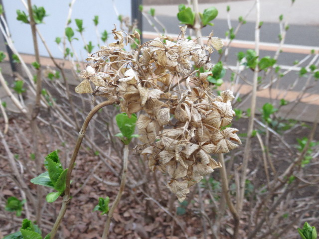 ファイル 4838-3.jpg