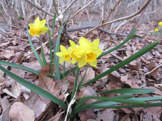 ファイル 4838-5.jpg