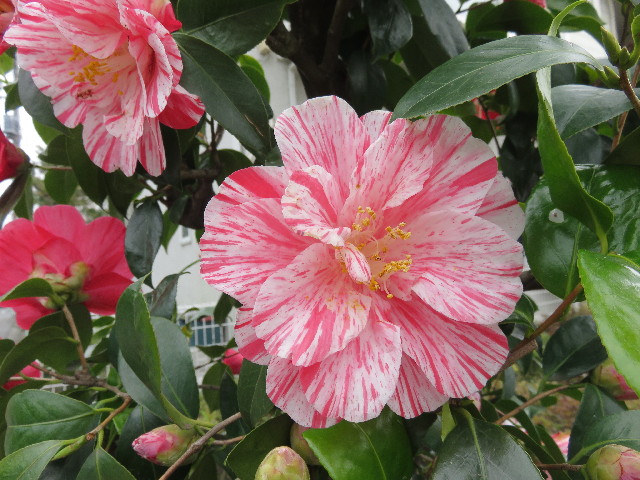 ファイル 4840-3.jpg