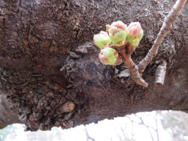 ファイル 4843-2.jpg