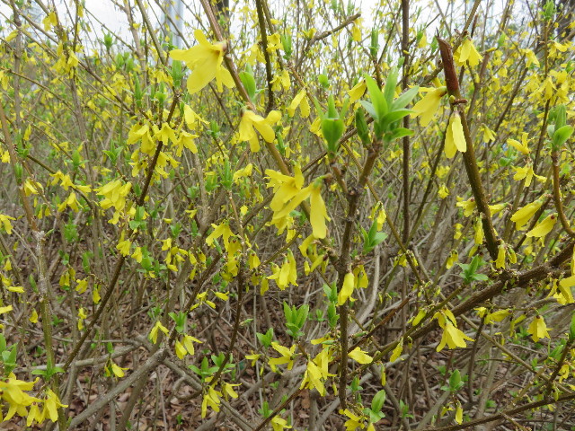 ファイル 4843-3.jpg