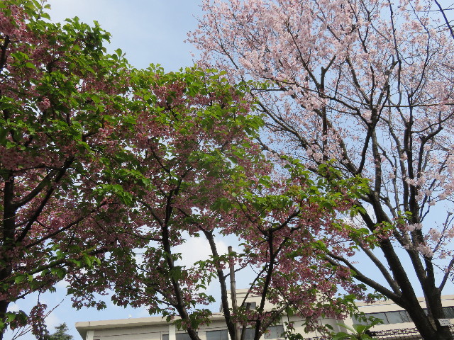 ファイル 4846-1.jpg