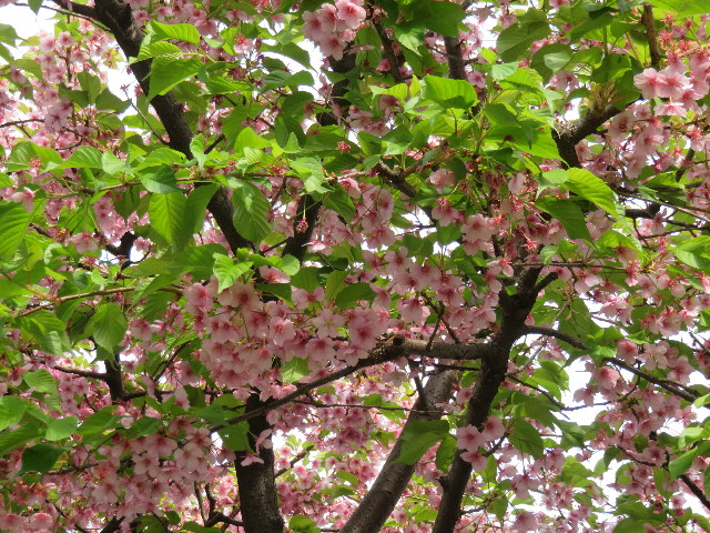 ファイル 4846-3.jpg