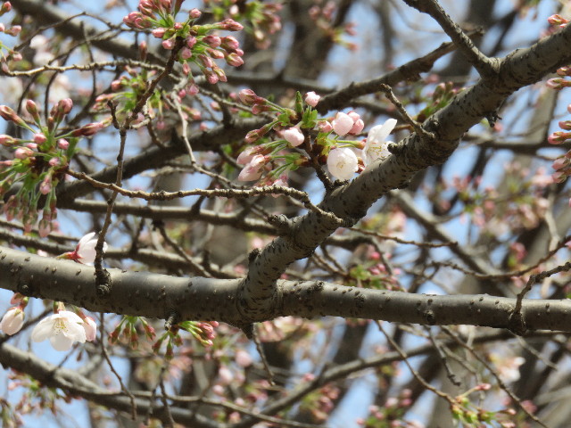 ファイル 4848-1.jpg