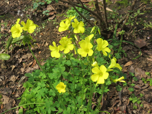 ファイル 4848-5.jpg