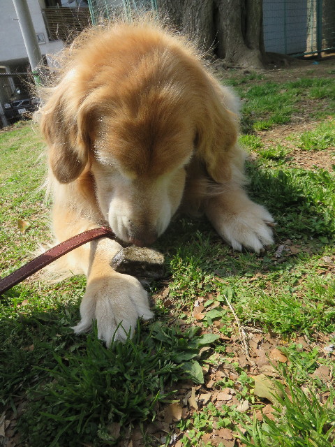 ファイル 4851-2.jpg