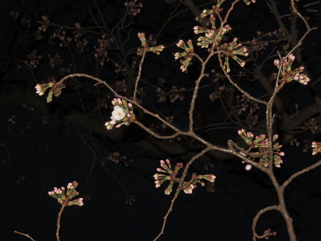 ファイル 4854-1.jpg