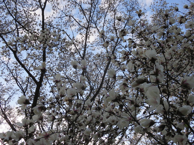 ファイル 4854-2.jpg