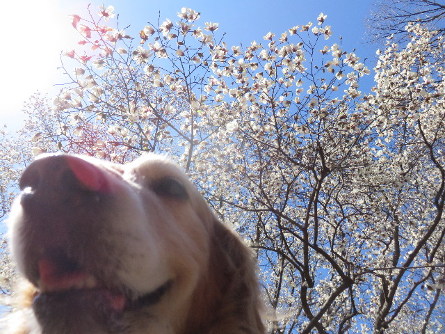 ファイル 4855-1.jpg