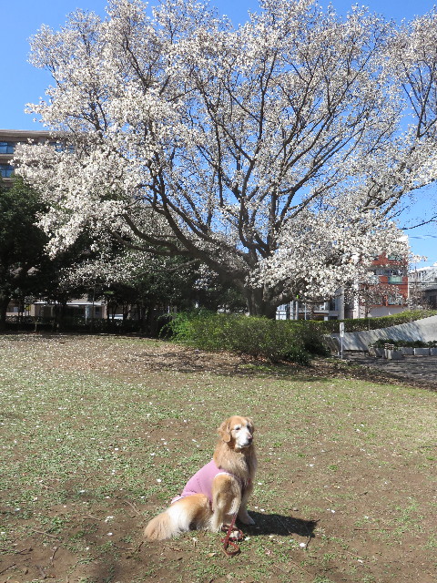 ファイル 4855-5.jpg