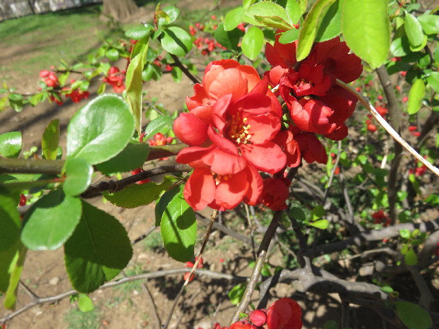 ファイル 4856-4.jpg