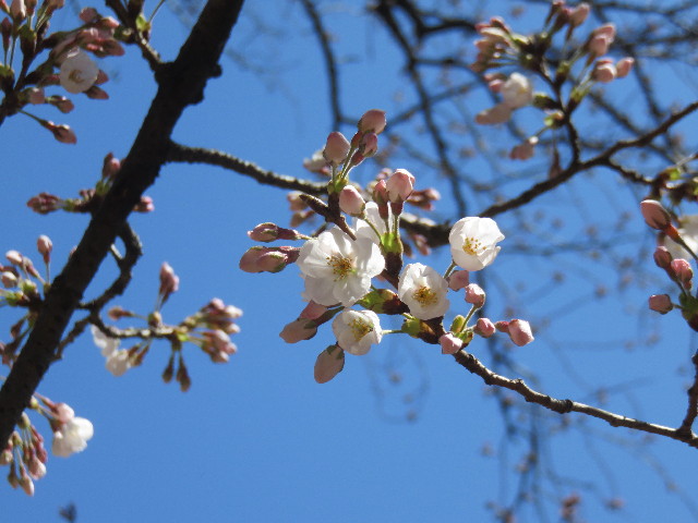 ファイル 4856-5.jpg