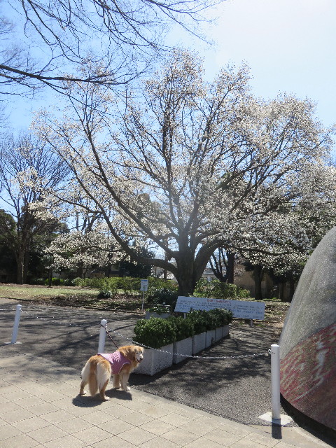 ファイル 4857-1.jpg