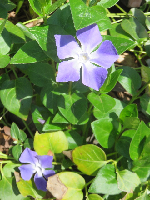 ファイル 4857-3.jpg