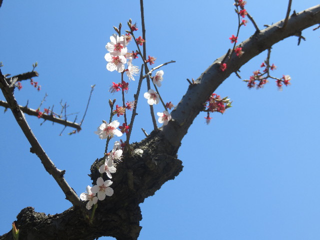 ファイル 4857-4.jpg