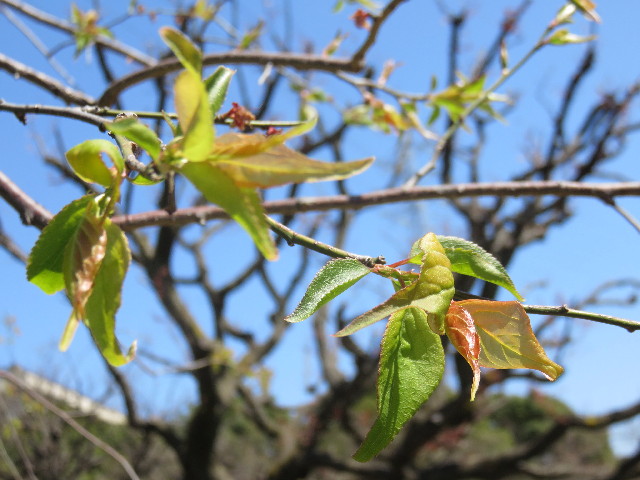 ファイル 4857-5.jpg