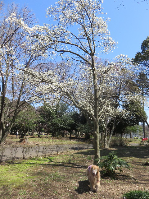 ファイル 4858-1.jpg