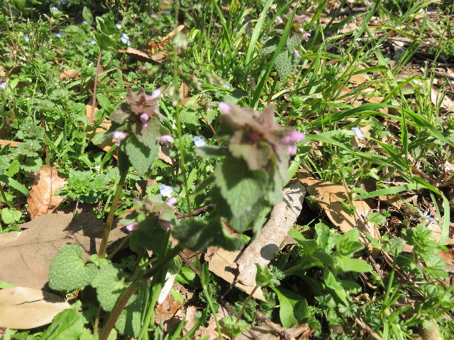 ファイル 4867-2.jpg