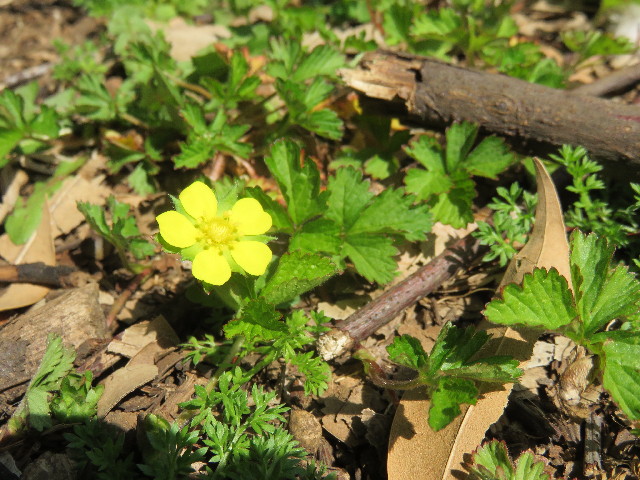 ファイル 4867-3.jpg