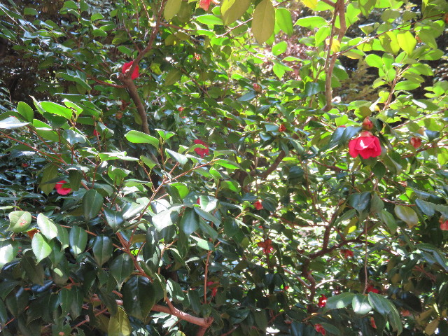 ファイル 4867-4.jpg