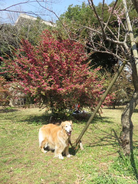 ファイル 4868-4.jpg