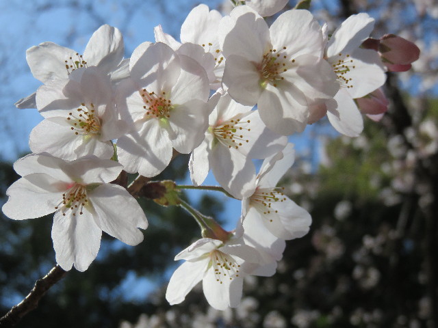 ファイル 4871-3.jpg