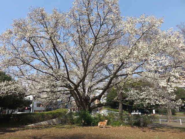 ファイル 4872-1.jpg