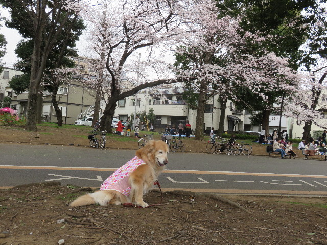 ファイル 4874-4.jpg