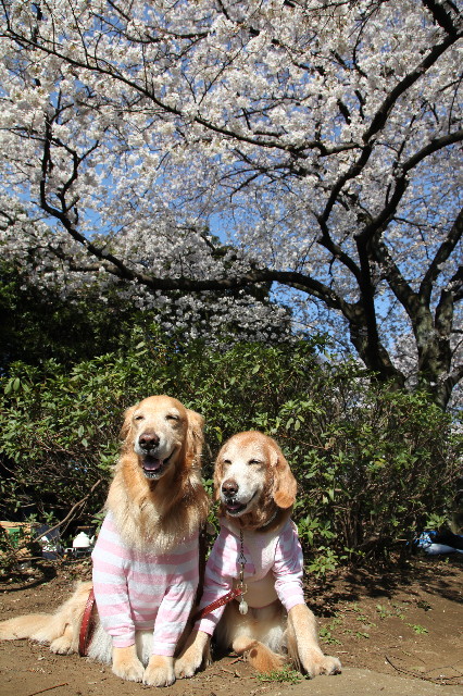 ファイル 4876-1.jpg