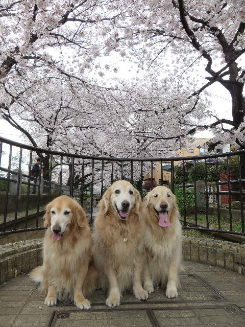 ファイル 4882-3.jpg