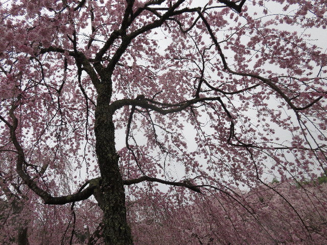 ファイル 4890-1.jpg