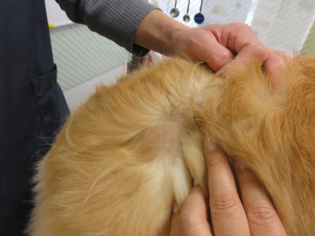 ファイル 4896-5.jpg