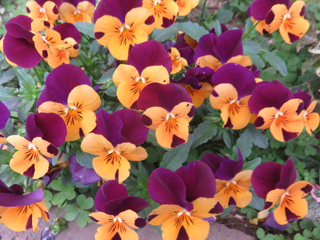 ファイル 4898-4.jpg