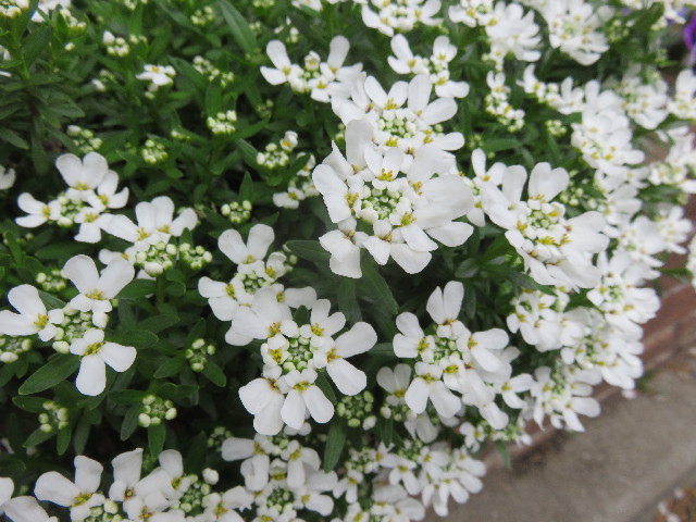 ファイル 4898-5.jpg