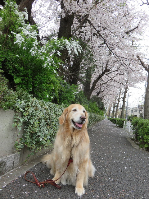 ファイル 4900-1.jpg