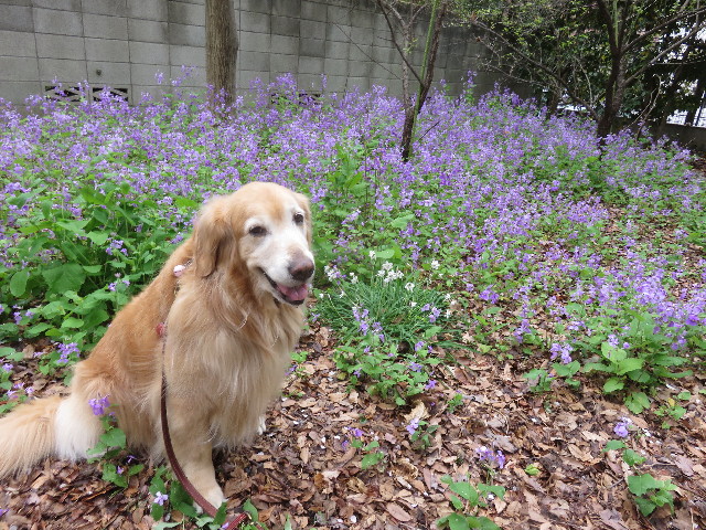 ファイル 4901-2.jpg