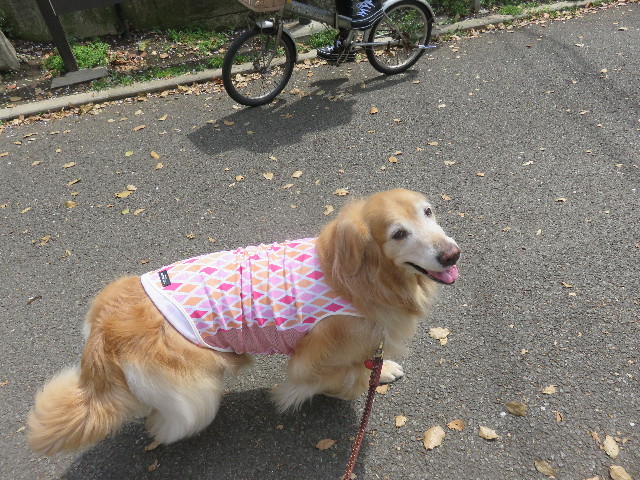 ファイル 4915-1.jpg