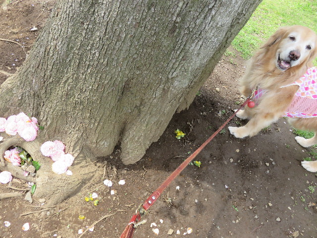 ファイル 4915-3.jpg