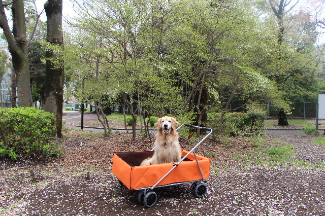 ファイル 4918-1.jpg