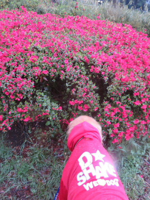 ファイル 4918-4.jpg