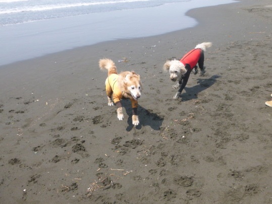 ファイル 4921-1.jpg