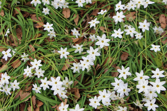 ファイル 4928-1.jpg